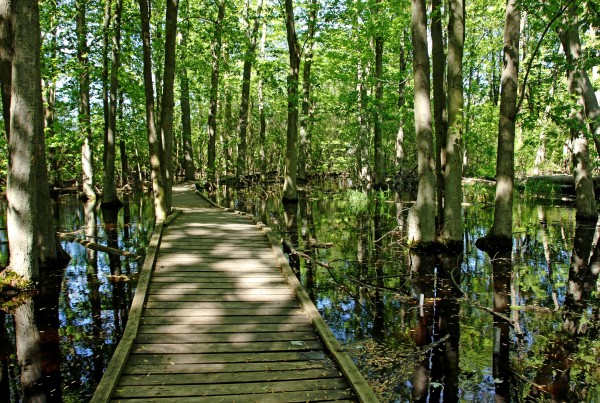 Wild Goose Woods Pond VI by Deb Oppermann